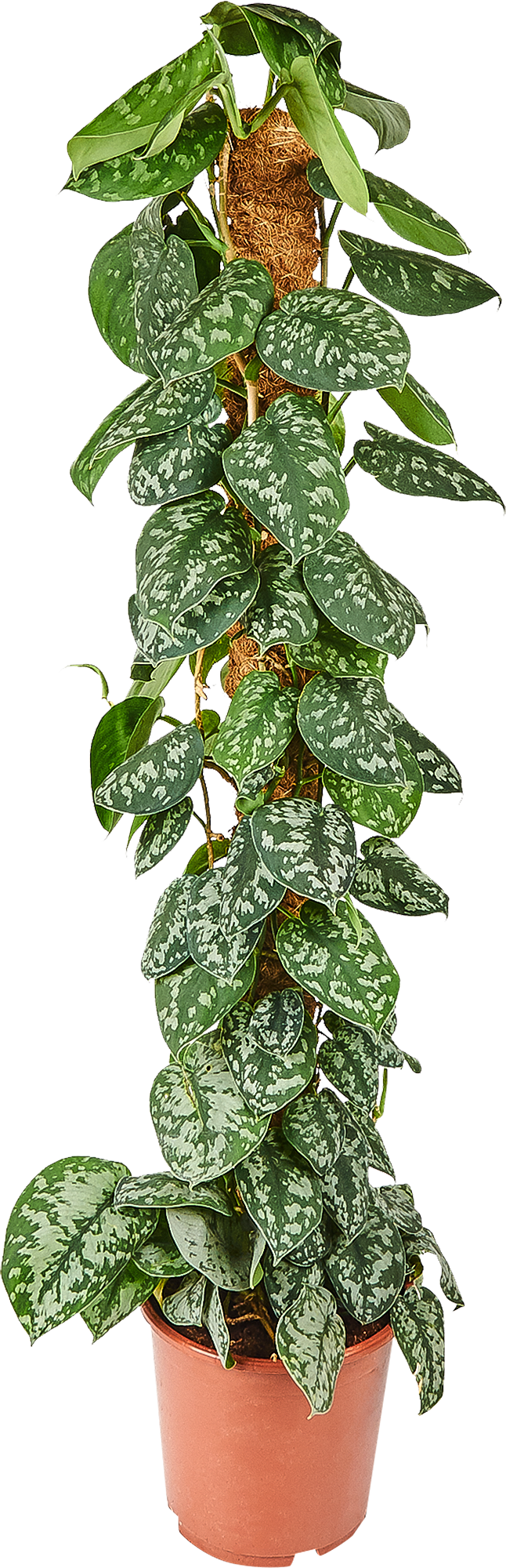 Изображение товара Сциндапсус Пиктус 24x120 см - Комнатное растение