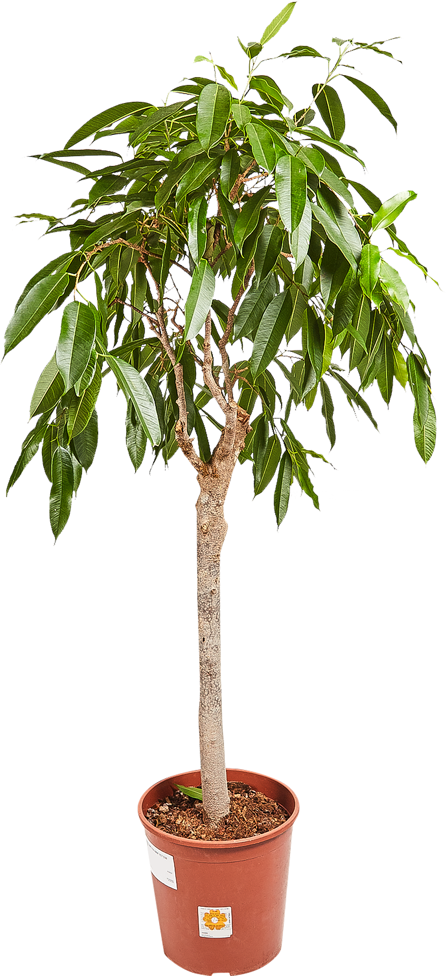 Изображение товара Фикус "Амстел Кинг" 30x140 см