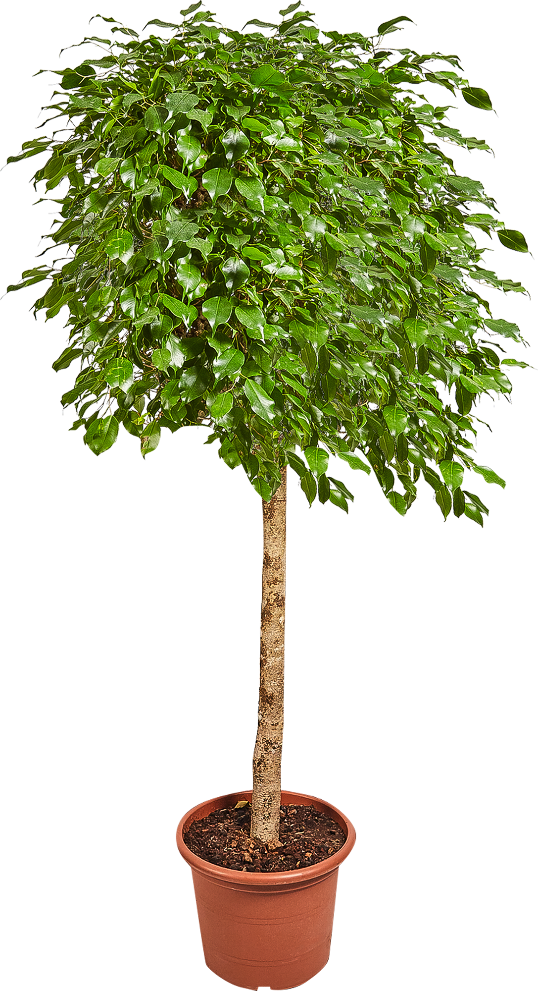 Изображение товара Фикус экзотика 40x180 см