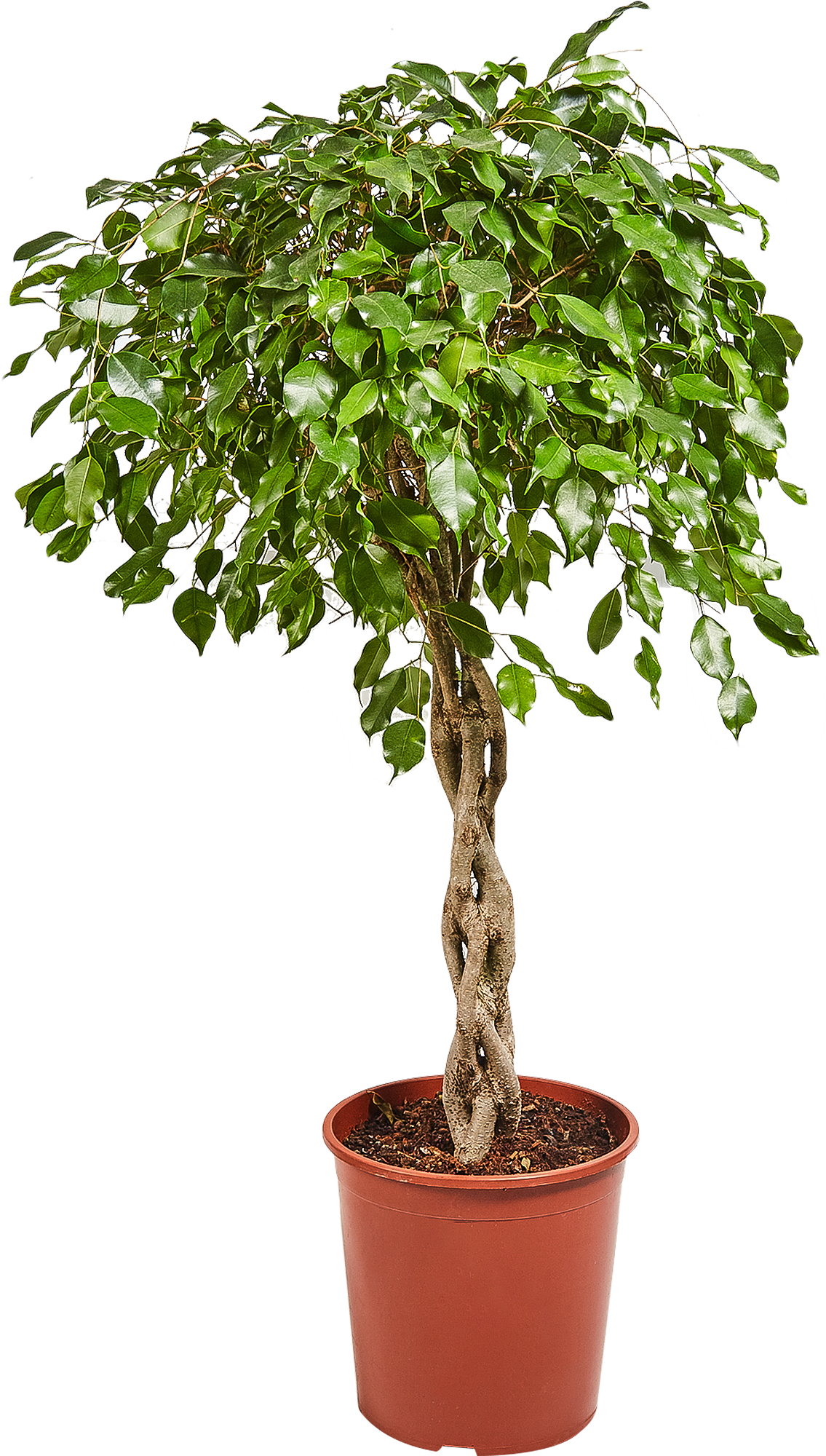 Изображение товара Фикус Экзотика переплет 130 см декора декоративно лиственный