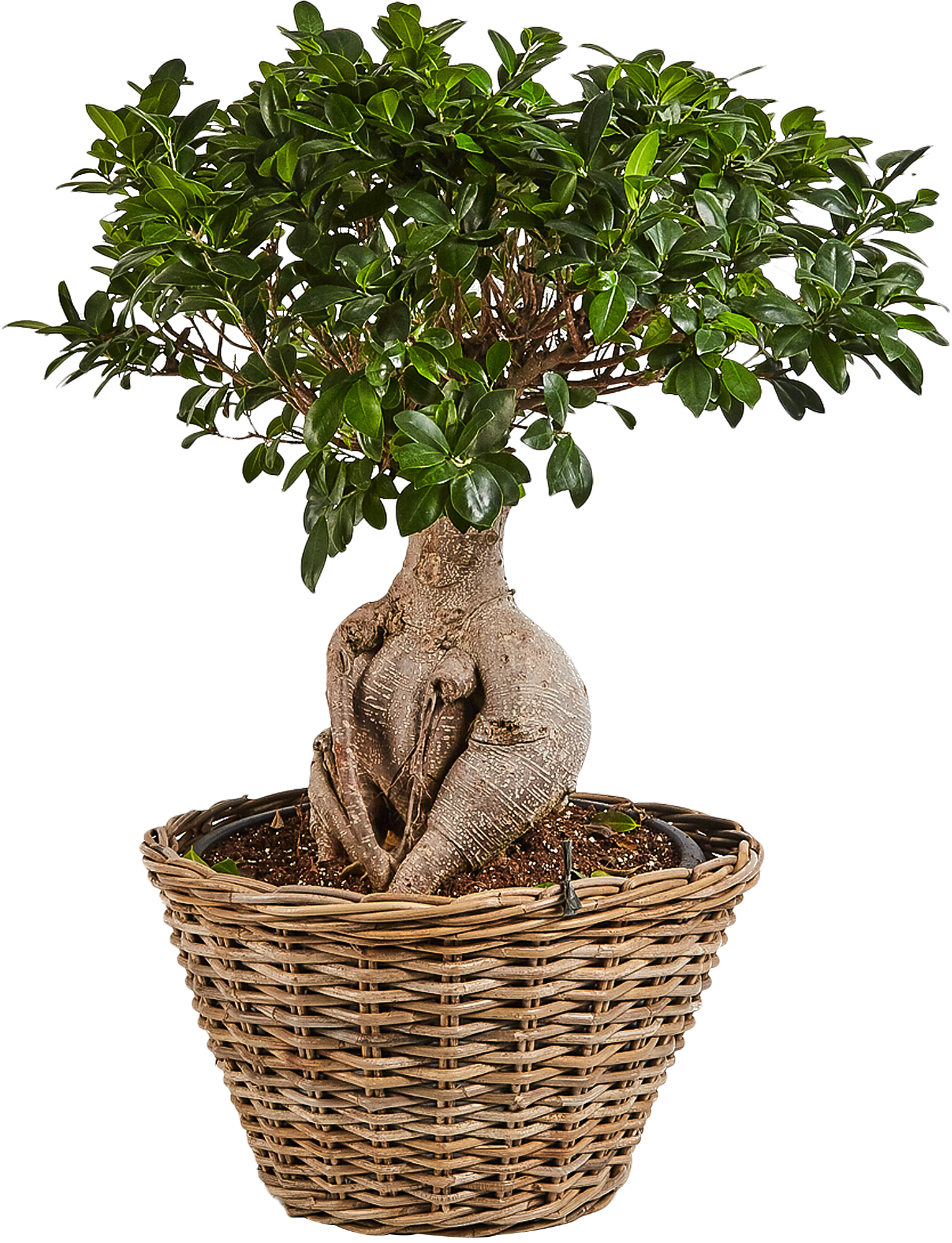 Изображение товара Фикус Микрокарпа Гинсенг в корзине 52x100 см