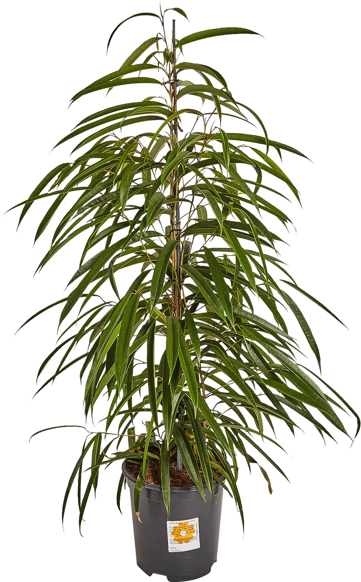 Изображение товара Фикус бенджамина Али