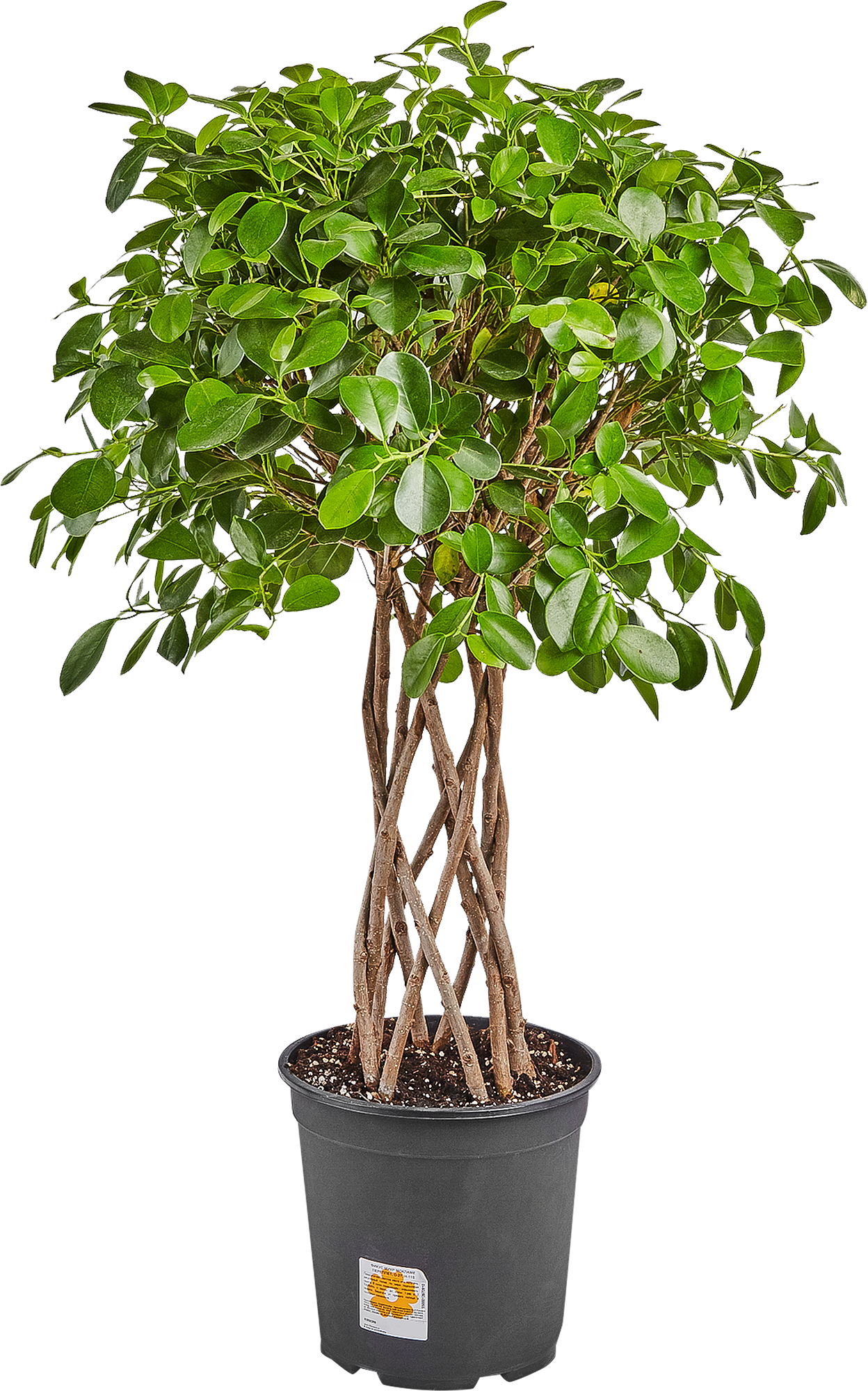 Изображение товара Фикус Микрокарпа Мокламе переплетённый 27x110 см