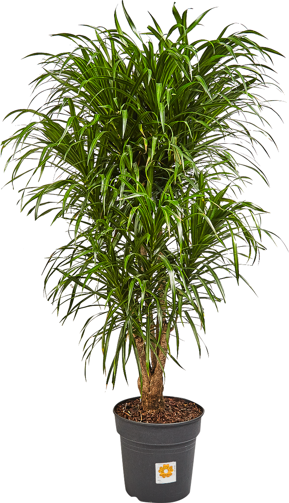 Изображение товара Драцена Анита 27x110 см