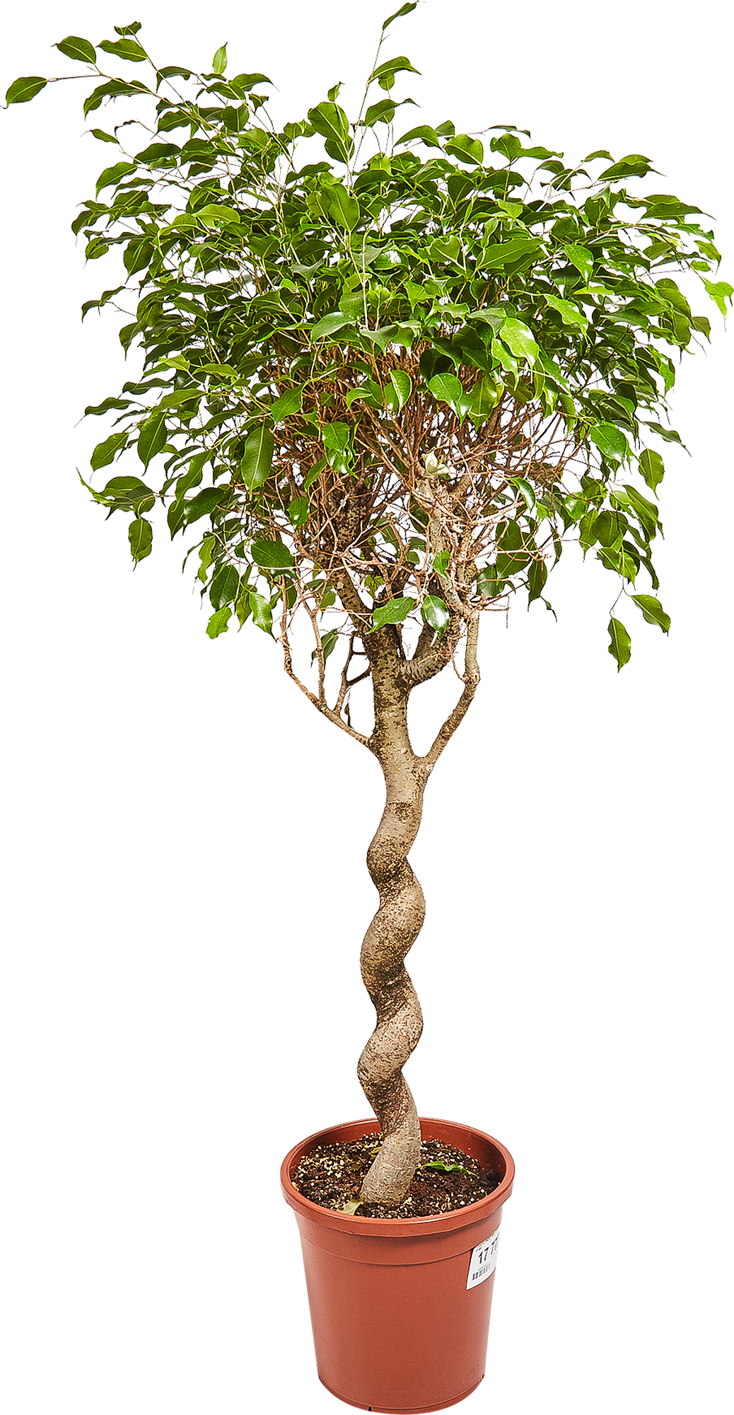 Изображение товара Фикус "Экзотика спираль" 30x140 см