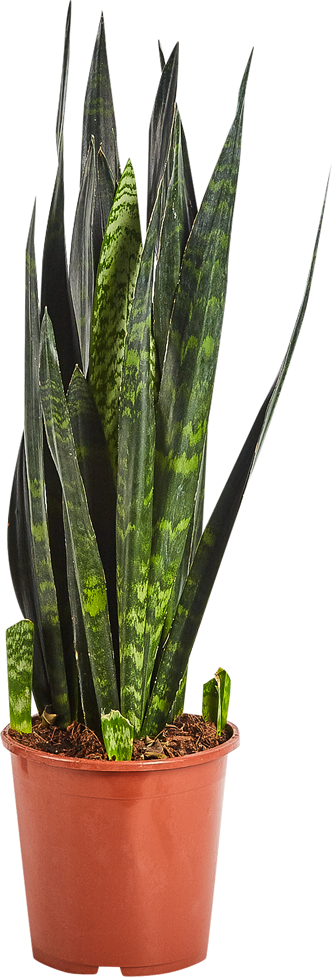 Изображение товара Сансевиерия Блэк Корал 80 см 21 см горшок комнатное растение