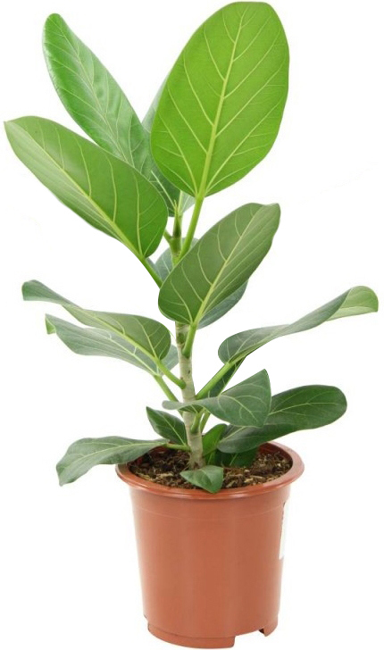 Изображение товара Комнатное растение Фикус бенгальский Одри 100 см
