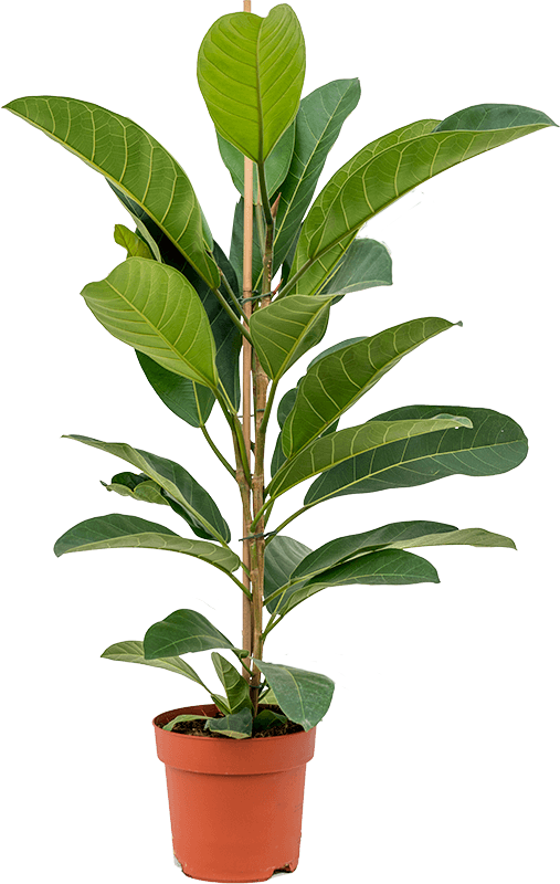 Изображение товара Фикус Бенгальский Рой 21x105 см