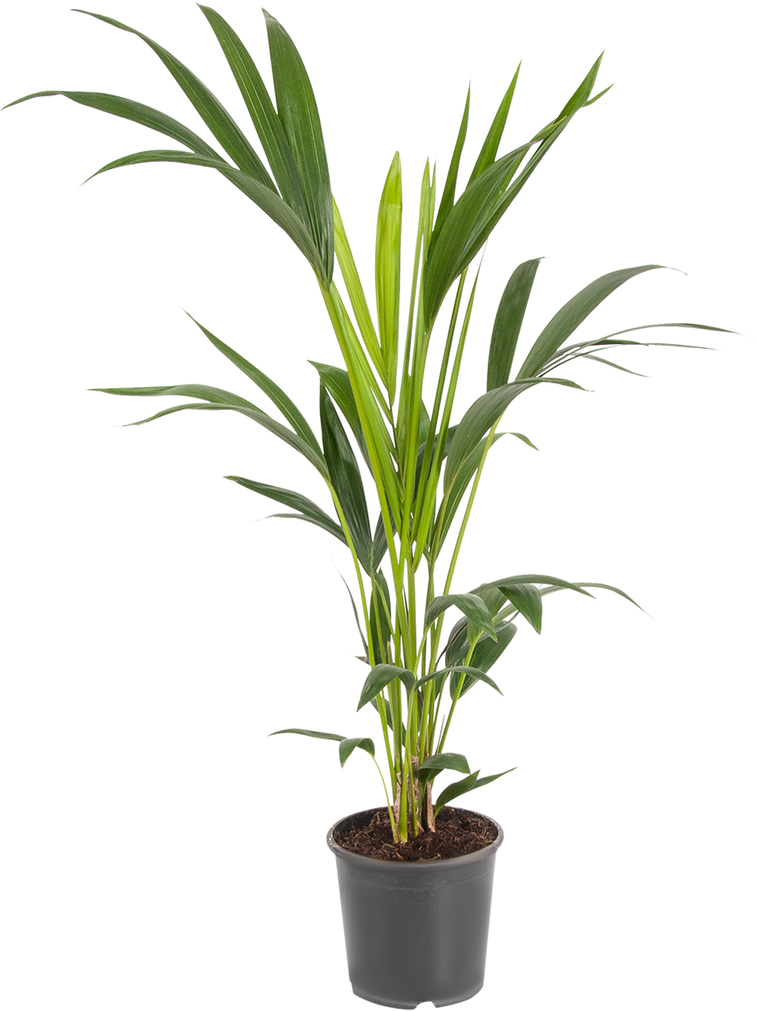 Изображение товара Ховея Форстериана 21x110 см