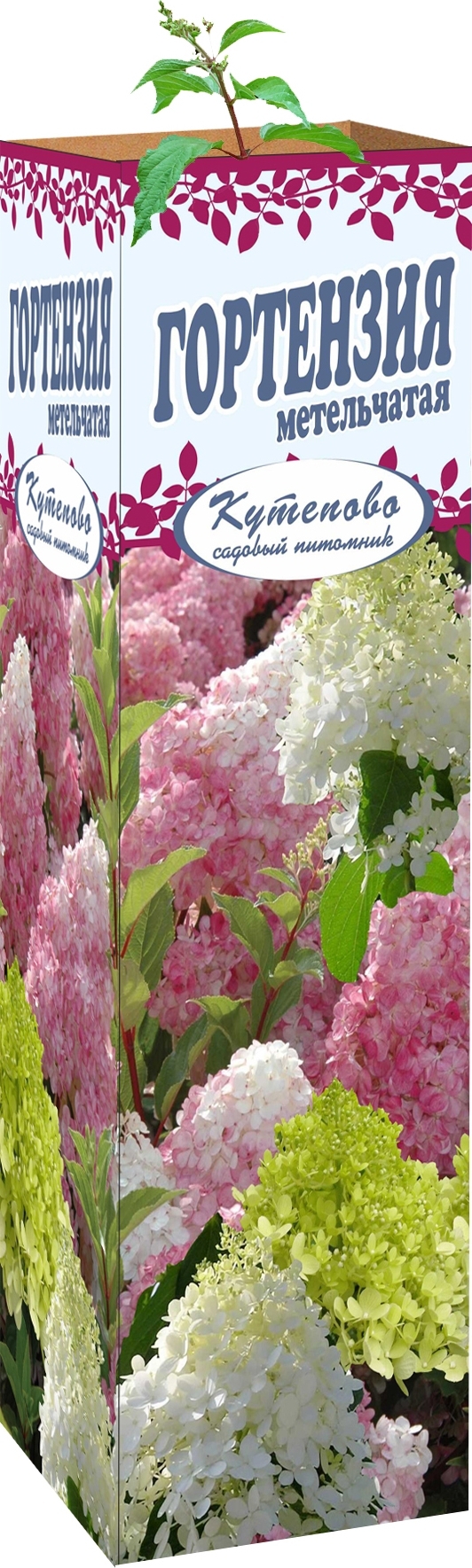 Изображение товара Гортензия метельчатая Микс 9x30 см - Красивое цветущее растение Изображение товара Гортензия метельчатая Микс 9x30 см - Красивое цветущее растение