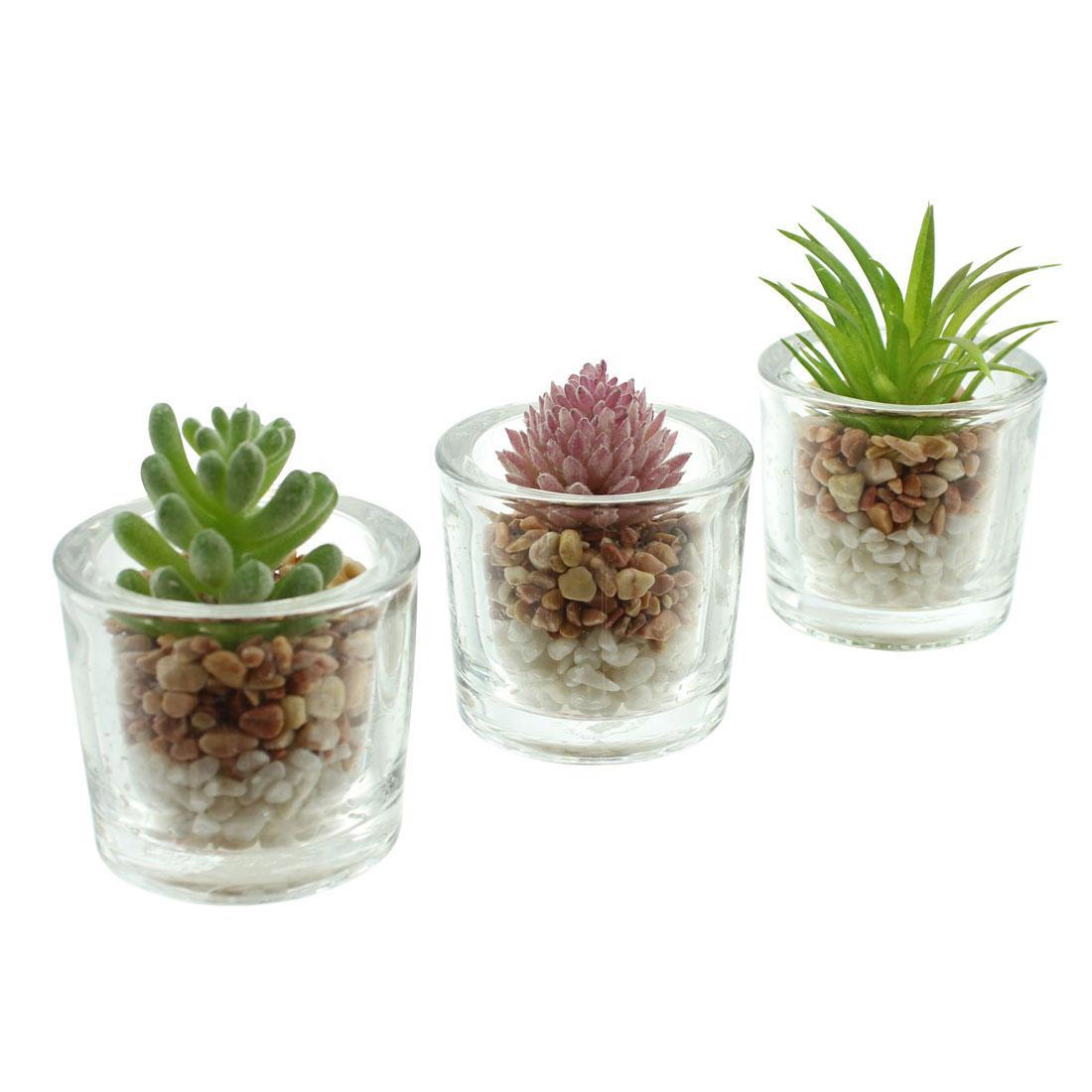 Изображение товара Декоративные растения Frank Суккуленты 07268