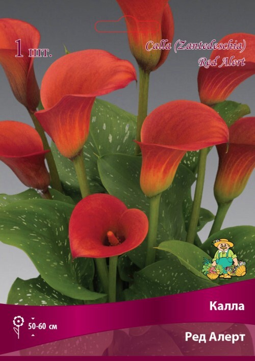 Изображение товара Цветущая калла Ред Алерт 14/16 - яркая ярко-красная луковица для сада Изображение товара Цветущая калла Ред Алерт 14/16 - яркая ярко-красная луковица для сада