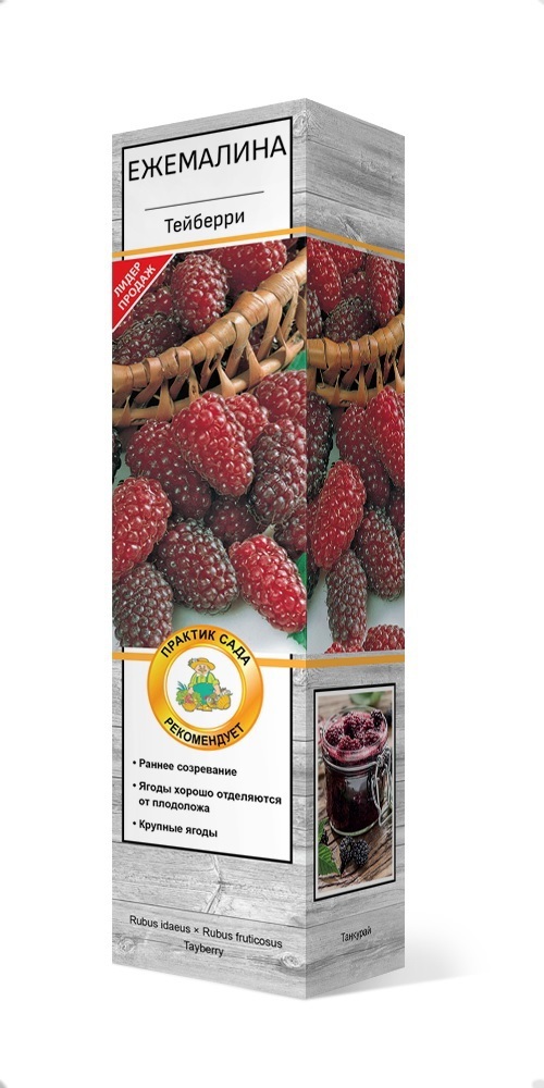 Изображение товара Ежемалина Тейберри h37 см