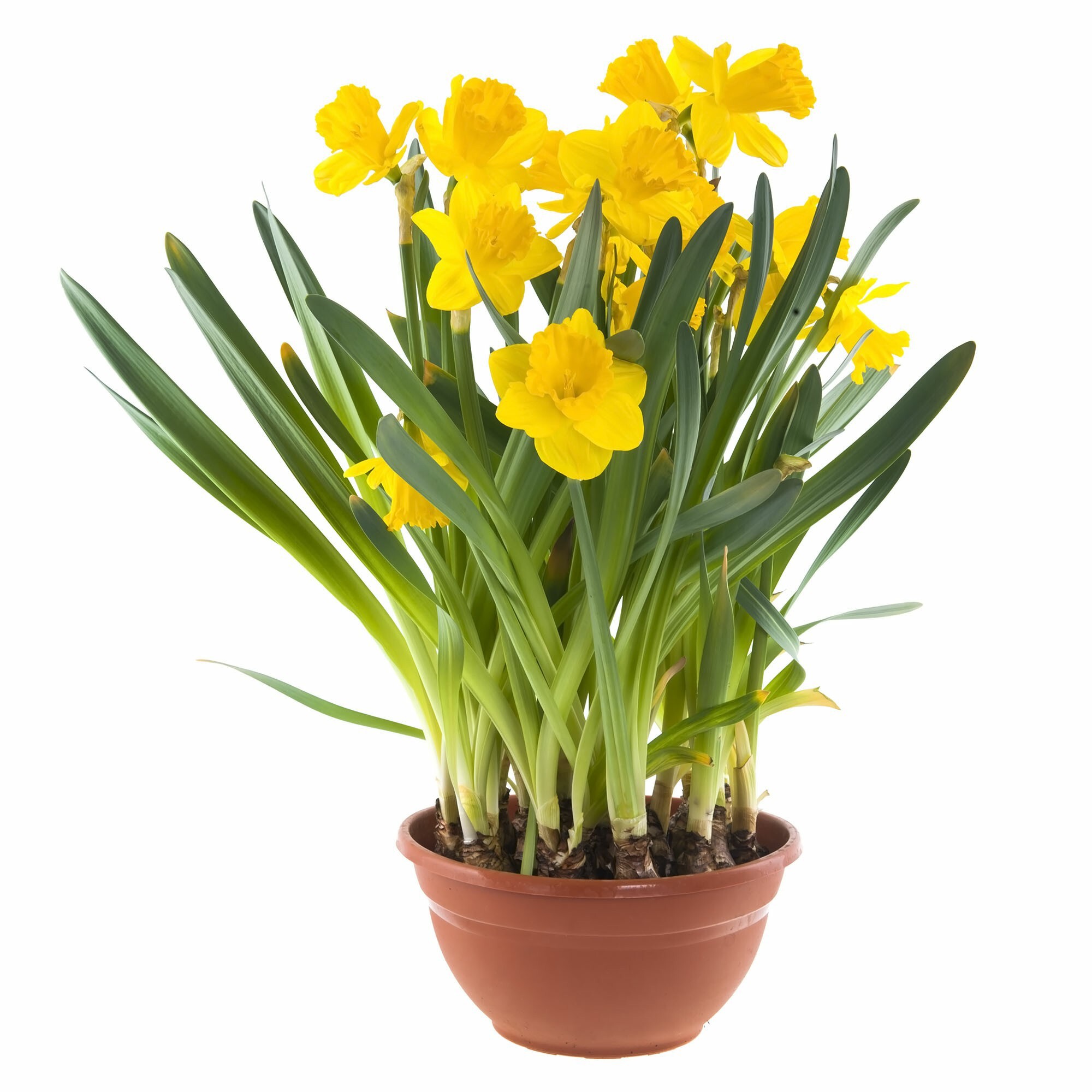 Изображение товара Нарцисс ø21 h25 см, 9 шт.