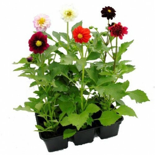 Изображение товара Рассада Георгина в кассете 10 ячеек