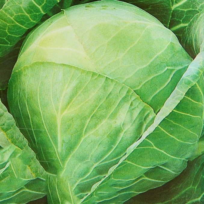 Изображение товара Семена Капуста белокочанная «Землячка», 0.1 г