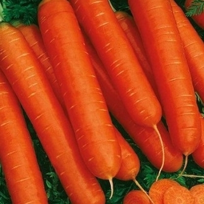 Изображение товара Семена Морковь «Нантская красная»