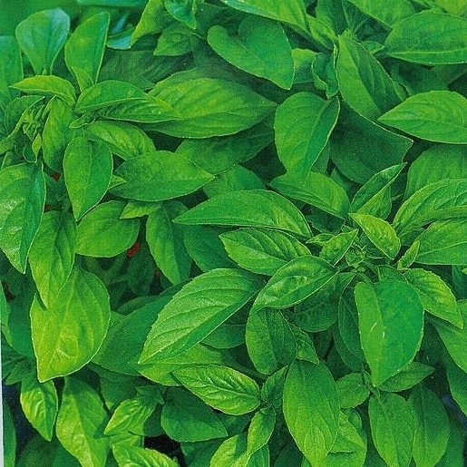 Изображение товара Семена Базилик овощной Лимончик