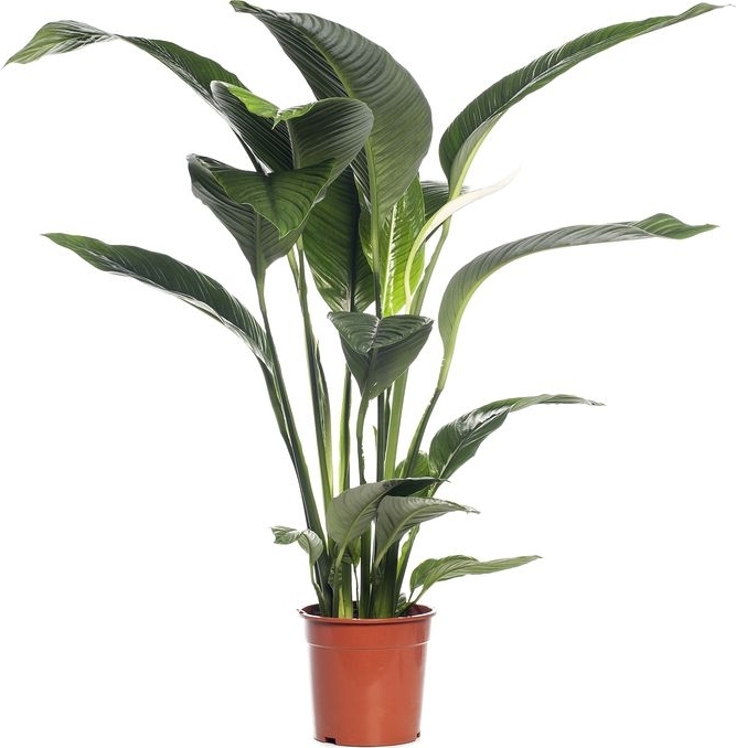 Изображение товара Комнатное растение Спатифиллум Сенейшн Цветущее 150 см