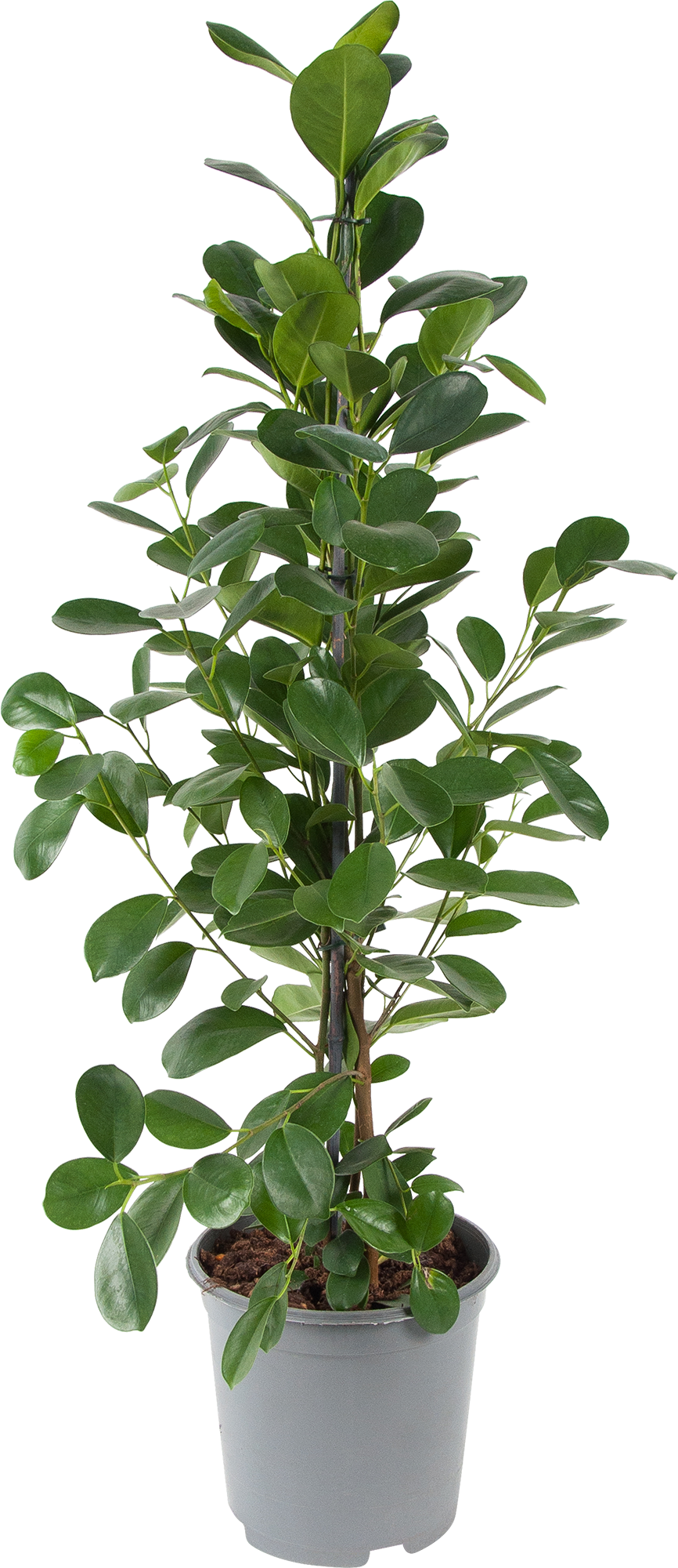 Изображение товара Фикус бенджамина Мокламе 21x105 см