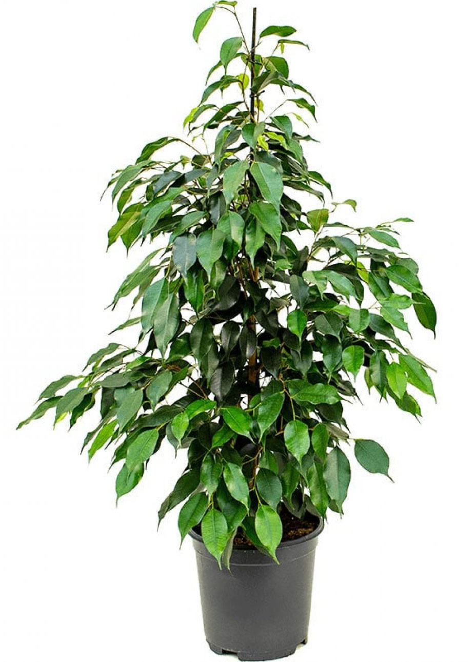 Изображение товара Фикус Экзотика Пирамида 21x105 см