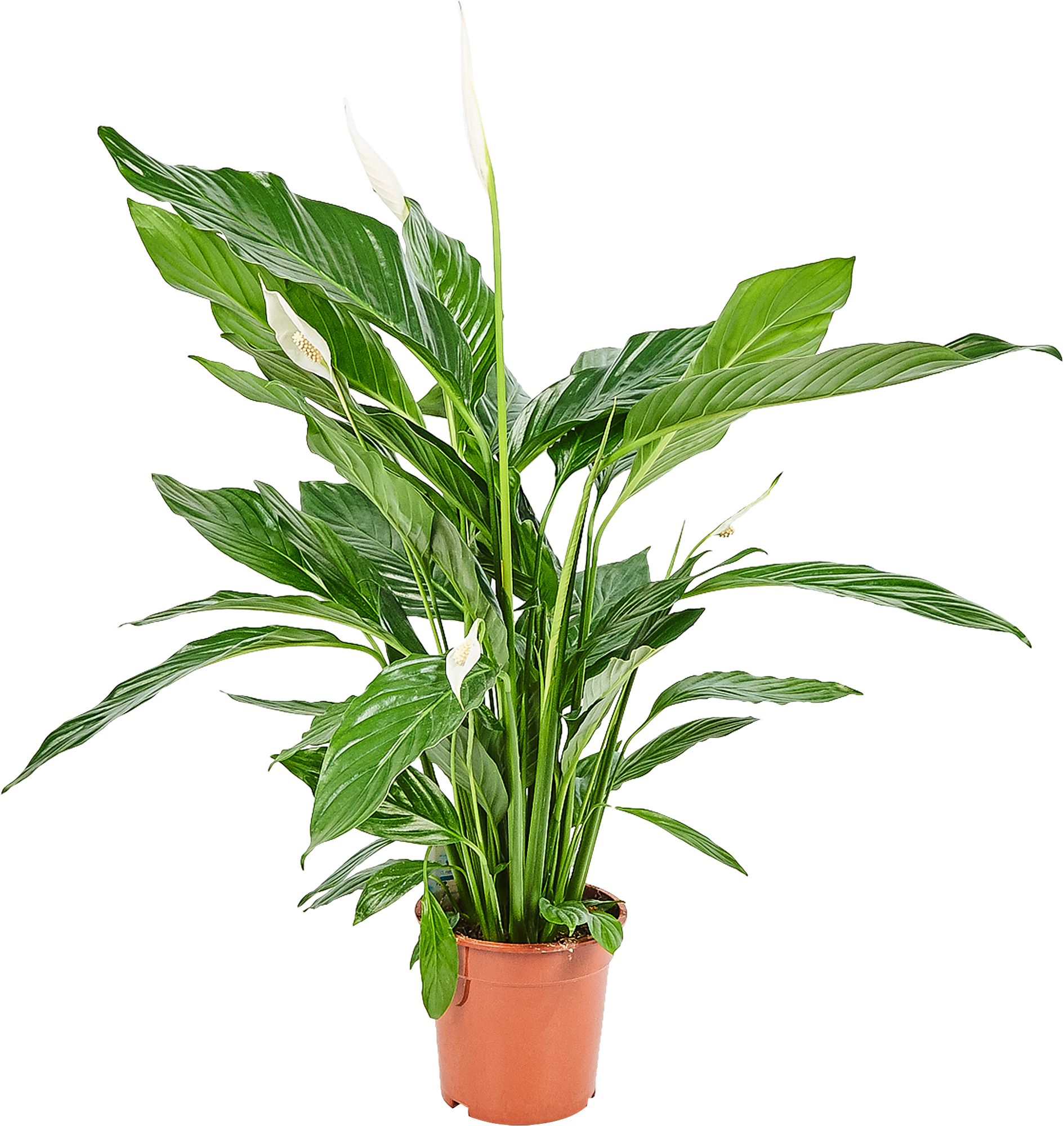 Изображение товара Спатифиллум Свит Лауретта, 90 см, Россия