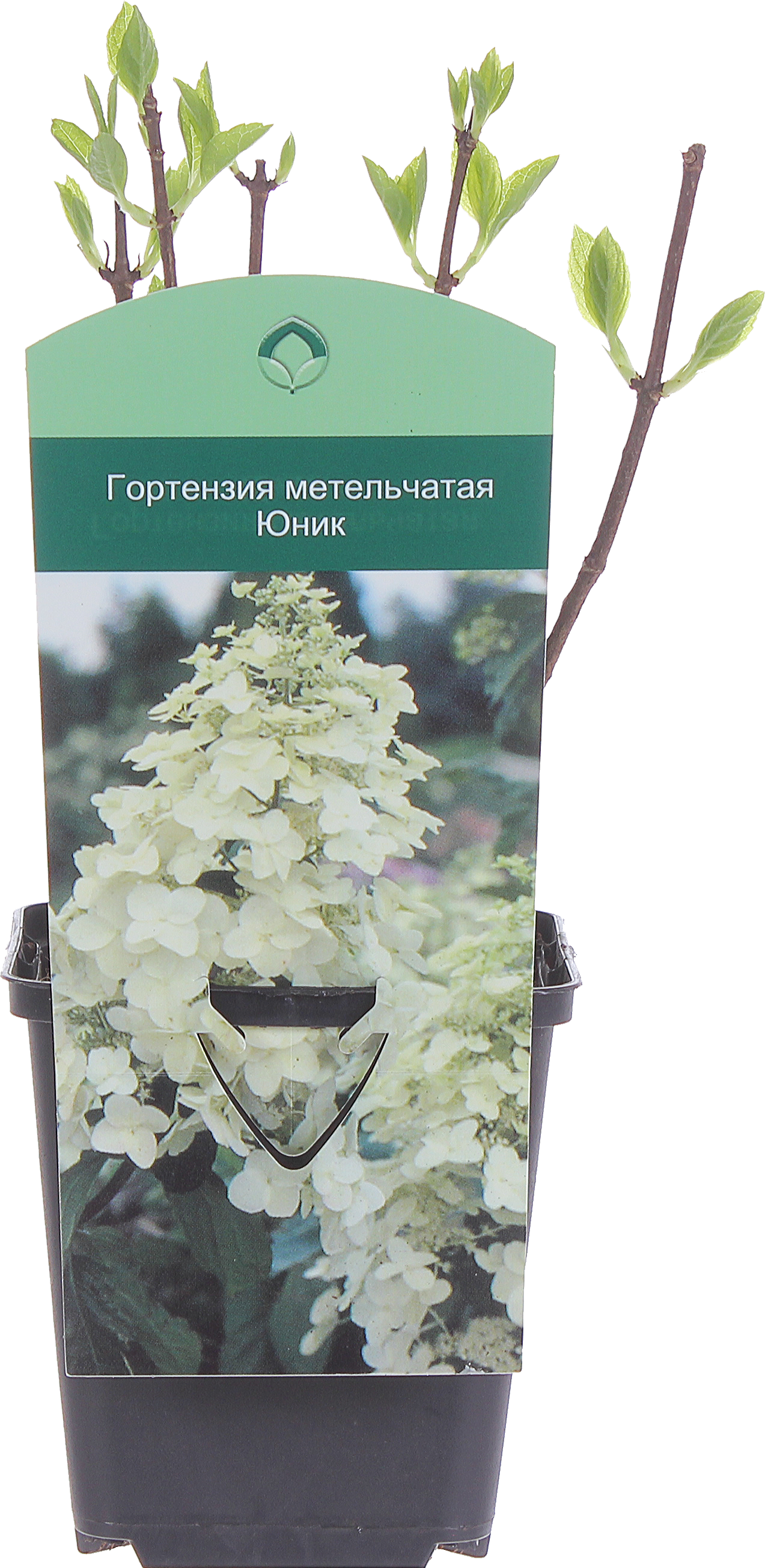 Изображение товара Гортензия метельчатая «Юник» Р9