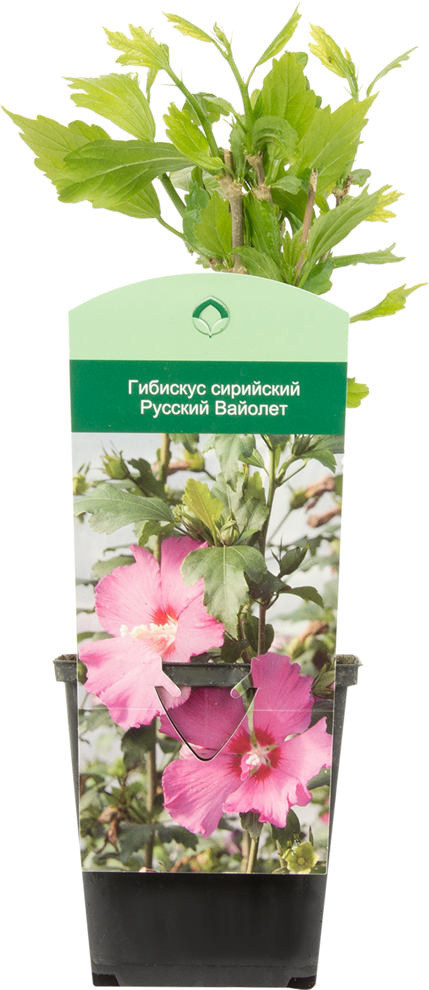 Изображение товара Гибискус сирийский «Русский Вайолет» P9 Изображение товара Гибискус сирийский «Русский Вайолет» P9