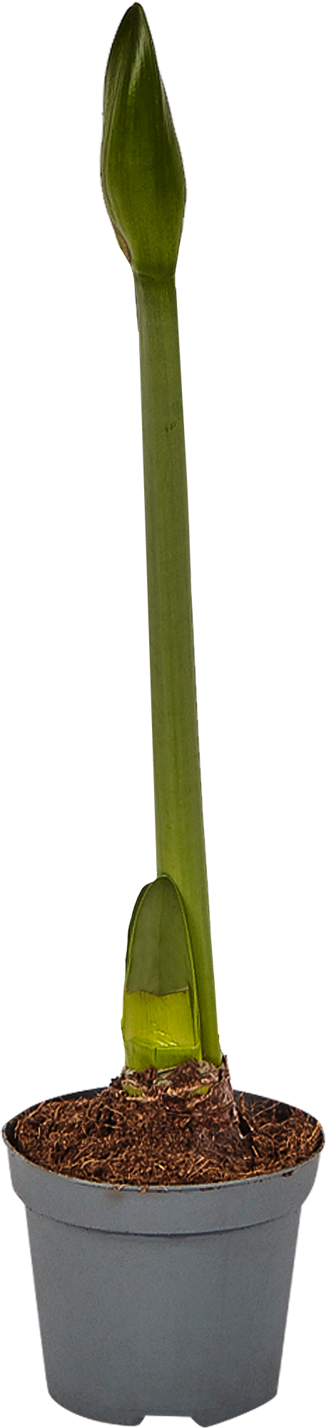 Изображение товара Гиппеаструм Микс 9x13 см