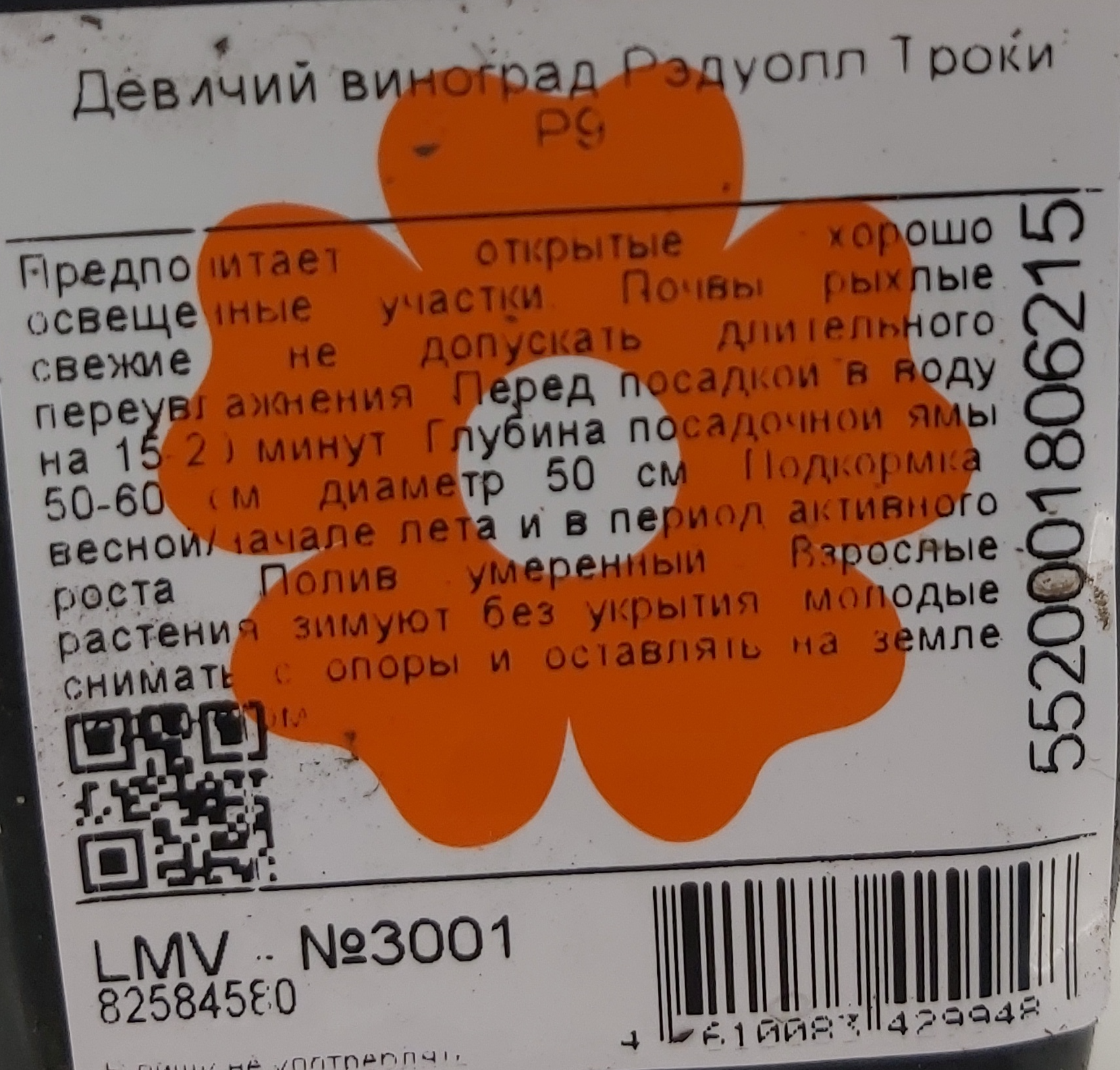 Изображение товара Девичий виноград «Рэдуолл Троки» 9x6 см
