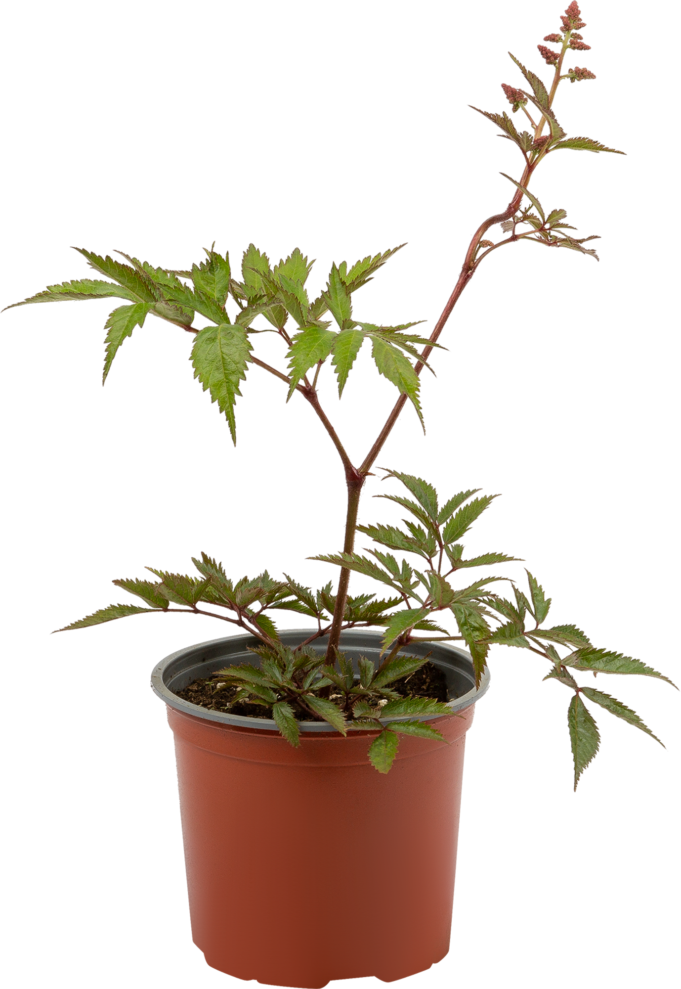 Изображение товара Астильба Арендса «Сестер Тереза» 15x20 см