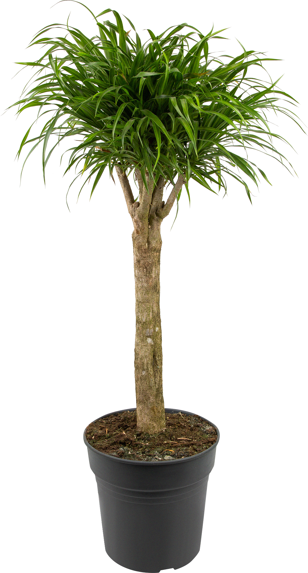 Изображение товара Драцена "Анита переплет" 27x100 см