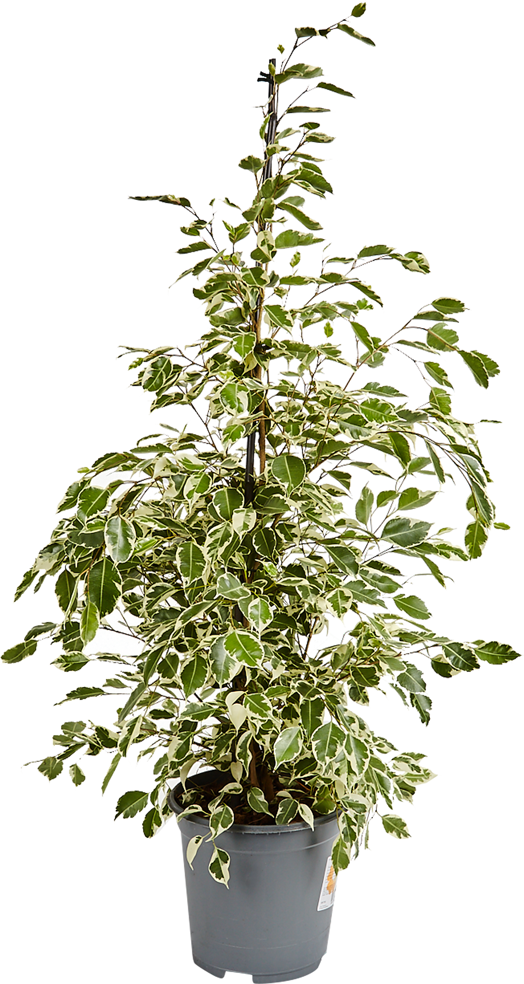 Изображение товара Фикус Бенджамина Твайлайт 21x105 см