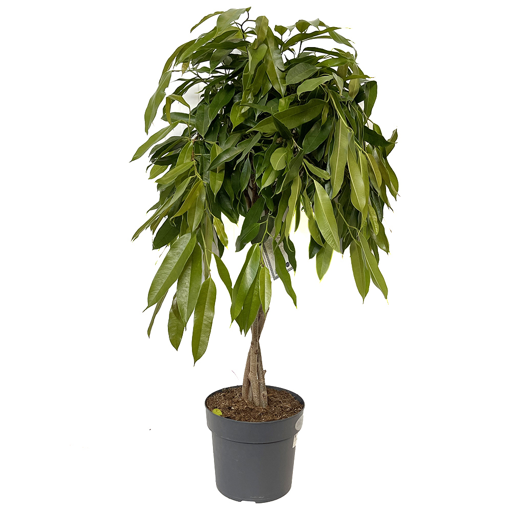 Изображение товара Фикус коса микс ø24 h100 см