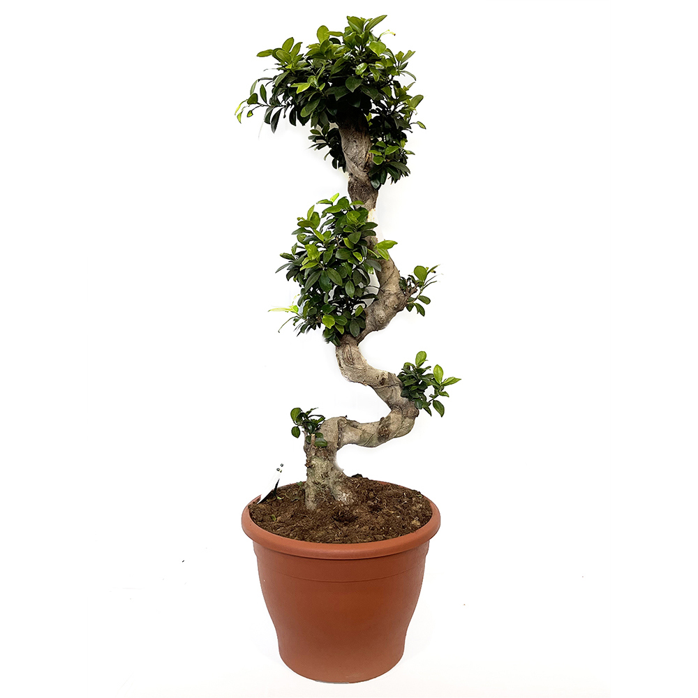 Изображение товара Фикус микрокарпа женьшень микс Ø35, 105 см — декоративно-лиственное растение