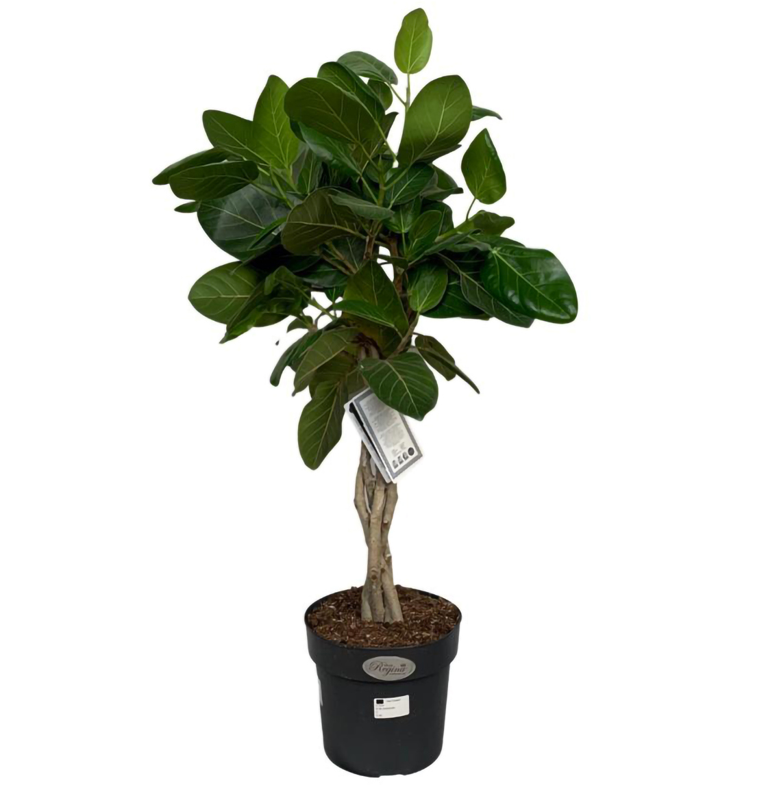 Изображение товара Фикус крупнолистный микс ø24 h100 см