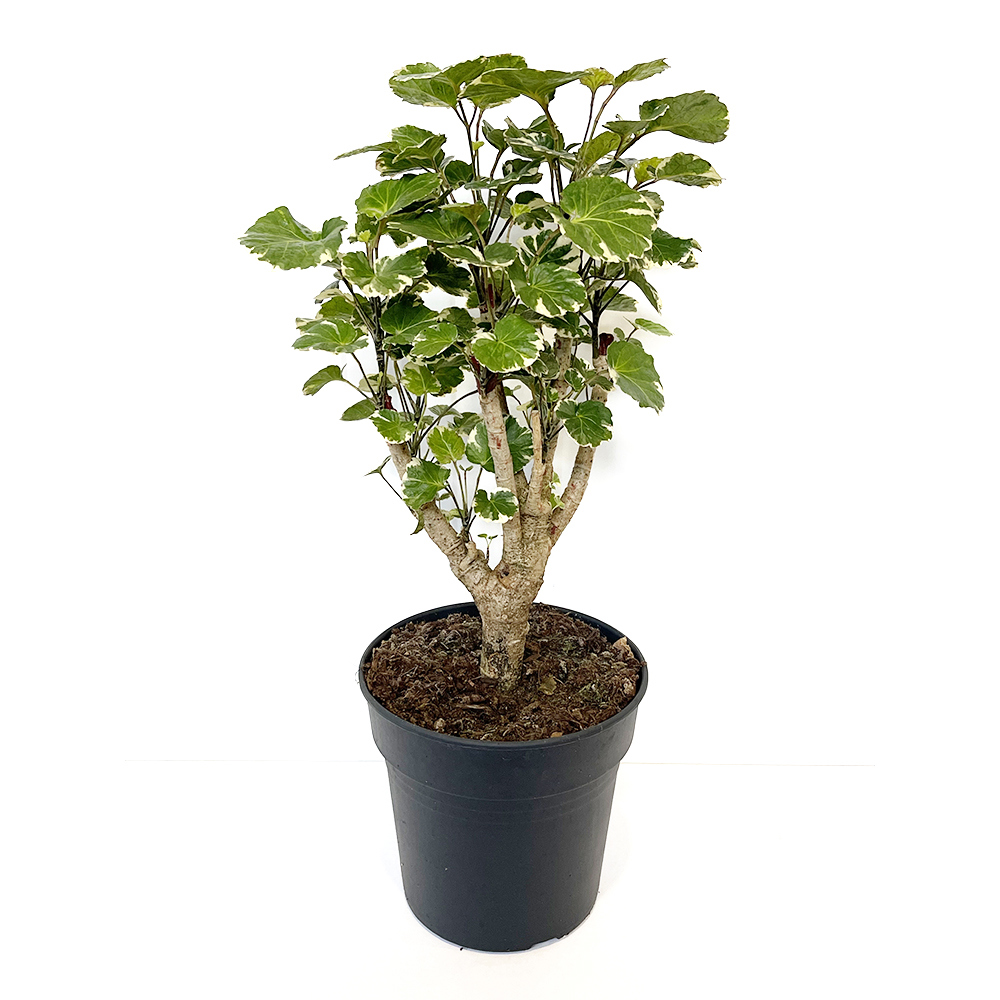 Изображение товара Полисциас микс ø21 h80 см