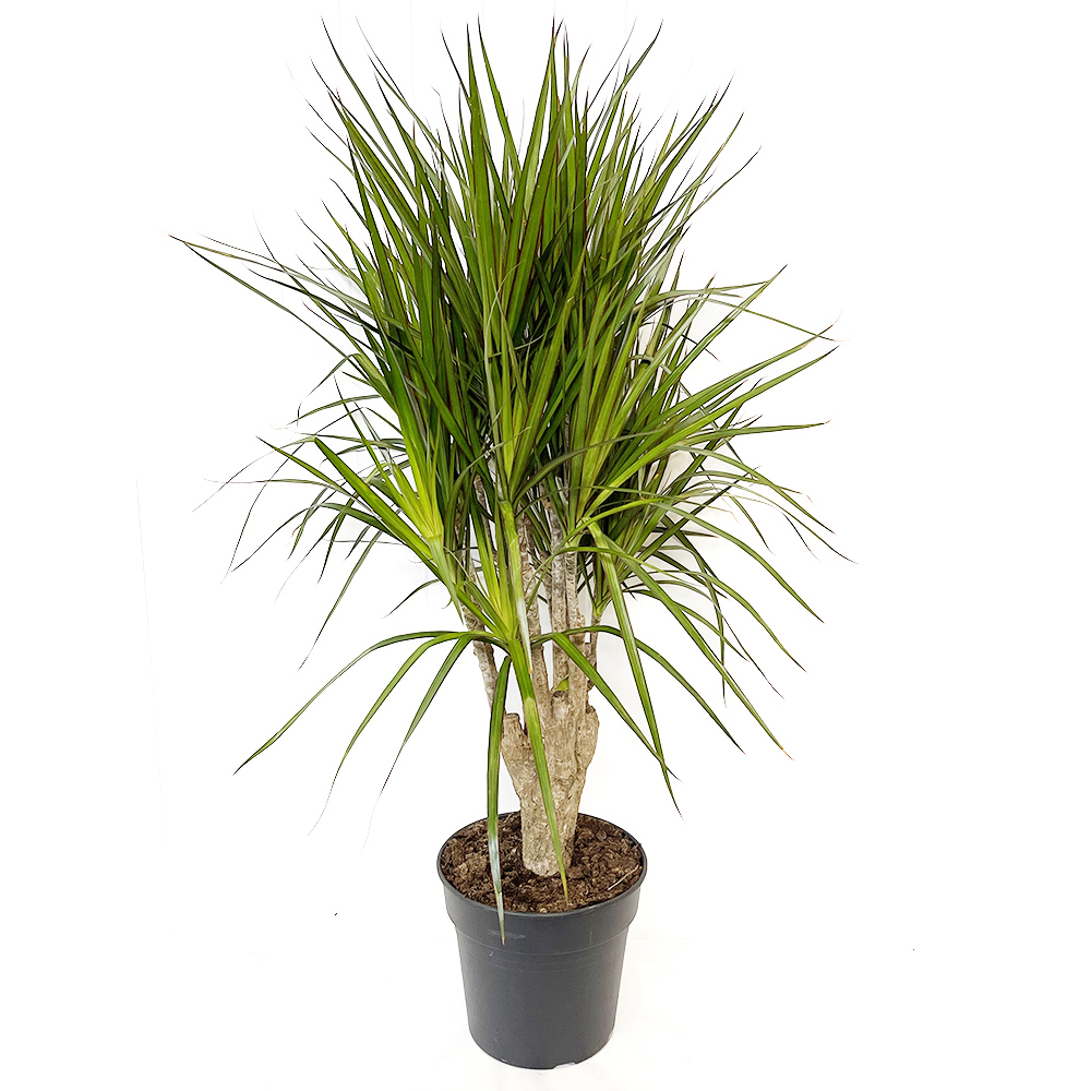 Изображение товара Драцена микс ø27 h120 см