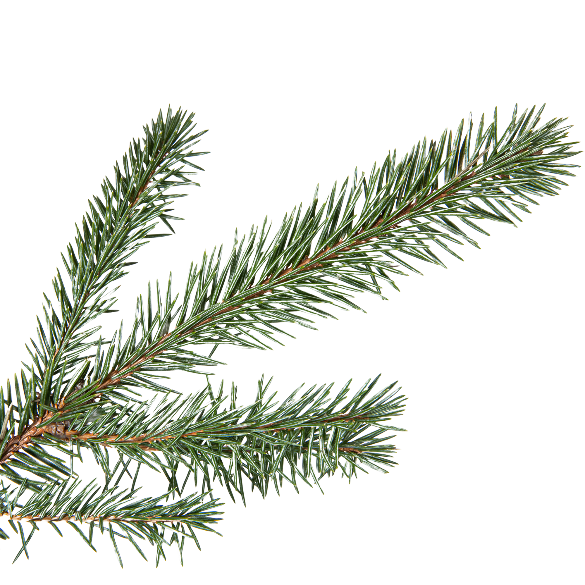 Әйелдің кискасының ішкі бөліктерінің фотосуреттері