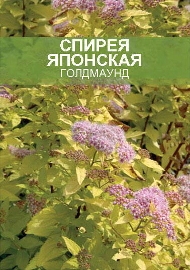 Изображение товара Спирея Голдмаунд ø15 h35 см Изображение товара Спирея Голдмаунд ø15 h35 см
