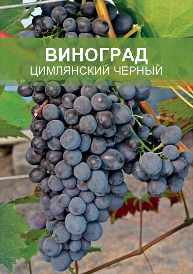 Изображение товара Виноград Цимлянский черный ø15 h50 см