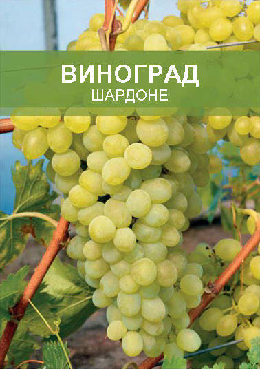 Изображение товара Виноград Шардоне ø15 h50 см
