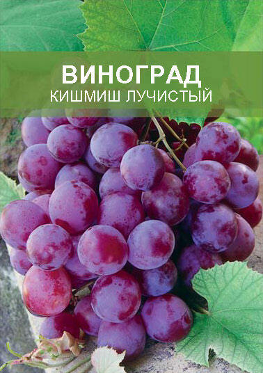 Изображение товара Виноград Кишмиш лучистый ø15 h50 см