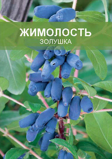 Изображение товара Саженец Жимолость Золушка 50 см с фиолетовыми плодами и белым цветением