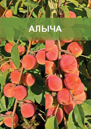Изображение товара Двухъярусная слива Дерево Модель 180 см Черные плоды