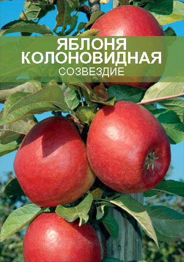 Изображение товара Яблоня колоновидная Созвездие ø20 h180 см