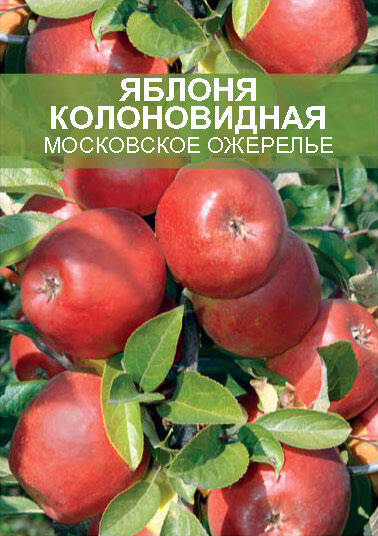 Изображение товара Яблоня колоновидная Московское ожерелье ø20 h180 см