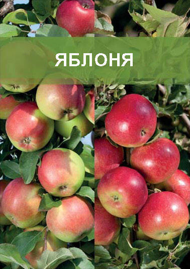 Изображение товара Яблоня двухъярусное дерево 2 прививки ø20 h180 см
