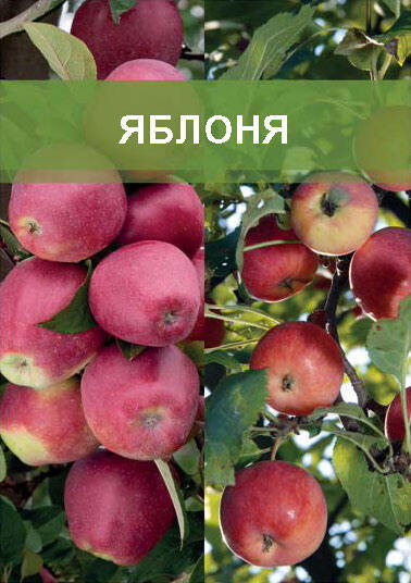 Изображение товара Яблоня двухъярусное дерево 2 сорта ø20 h180 см