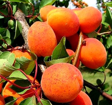 Изображение товара Абрикос Академик - плодовый саженец с хорошей морозостойкостью и урожайностью